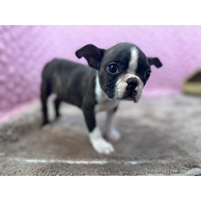 販売中の茨城県のボストンテリア-449904の14枚目