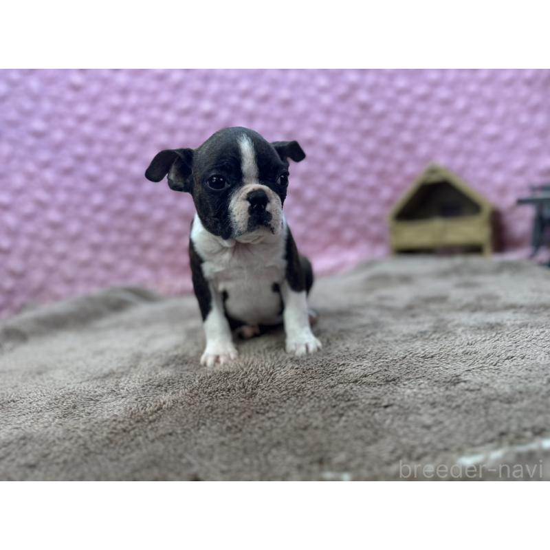 販売中の茨城県のボストンテリア-449904の13枚目