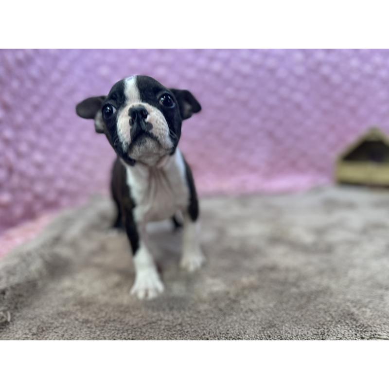 販売中の茨城県のボストンテリア-449904の12枚目