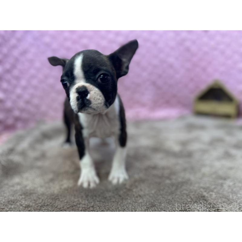 販売中の茨城県のボストンテリア-449904の1枚目