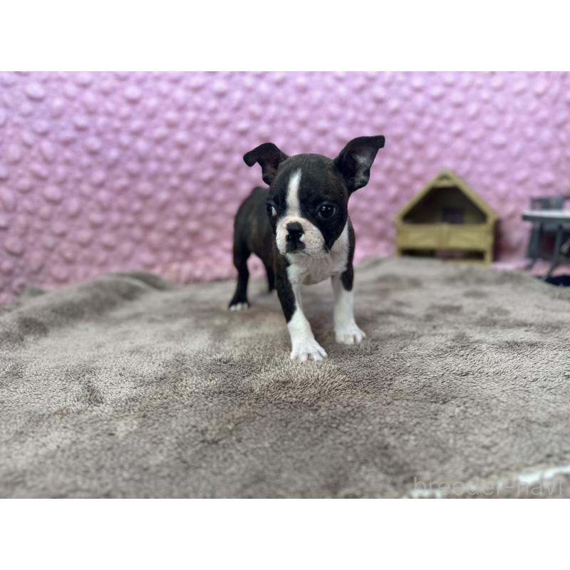 販売中の茨城県のボストンテリア-449904の11枚目