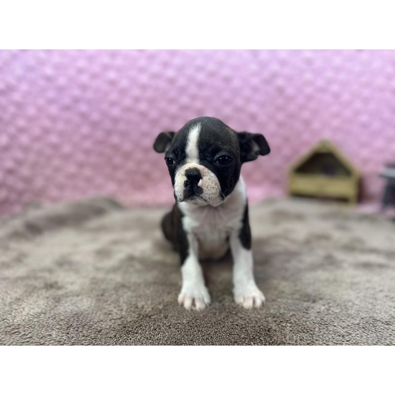 販売中の茨城県のボストンテリア-449904の10枚目