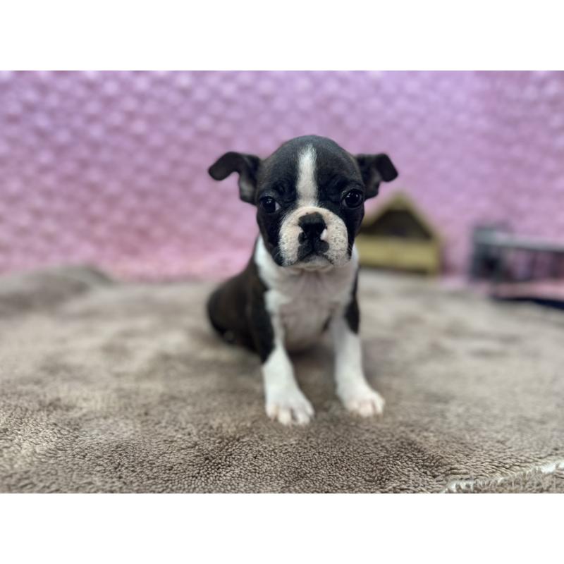 販売中の茨城県のボストンテリア-449904の8枚目