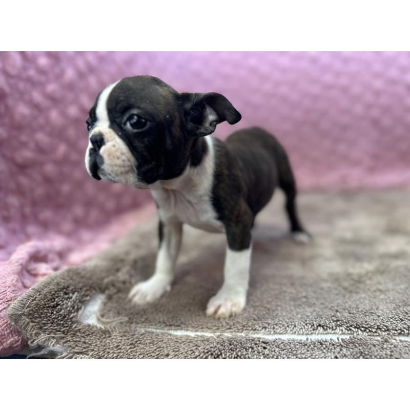 販売中の茨城県のボストンテリア-449904の7枚目