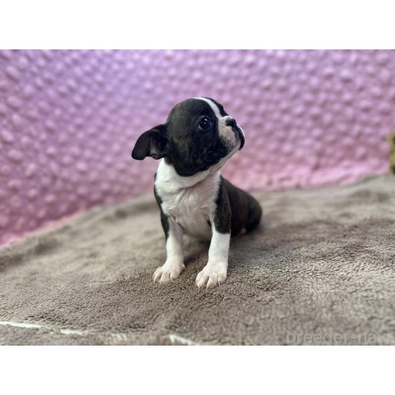 販売中の茨城県のボストンテリア-449904の6枚目