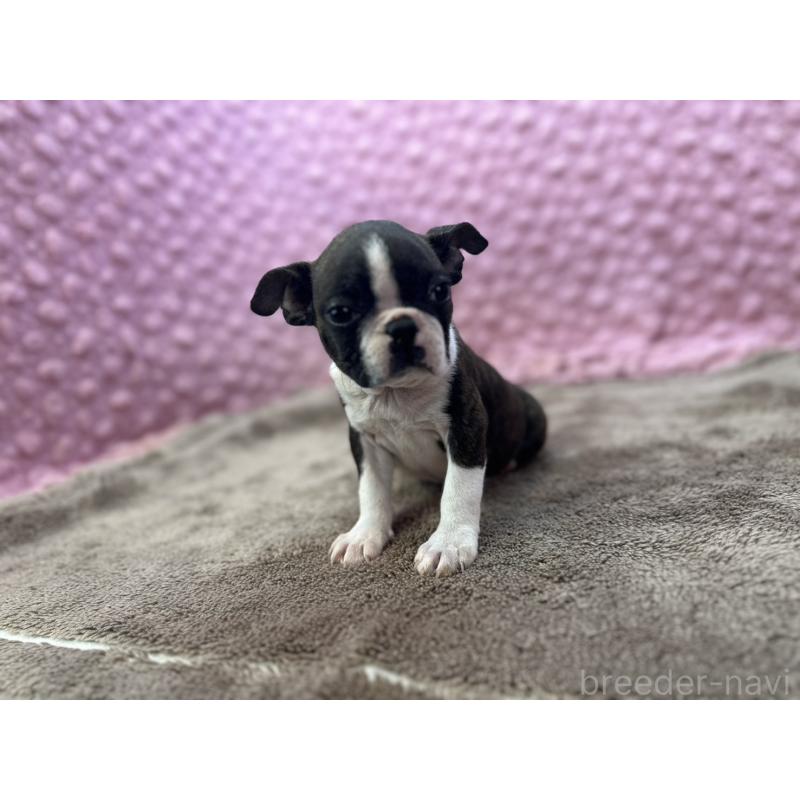 販売中の茨城県のボストンテリア-449904の5枚目