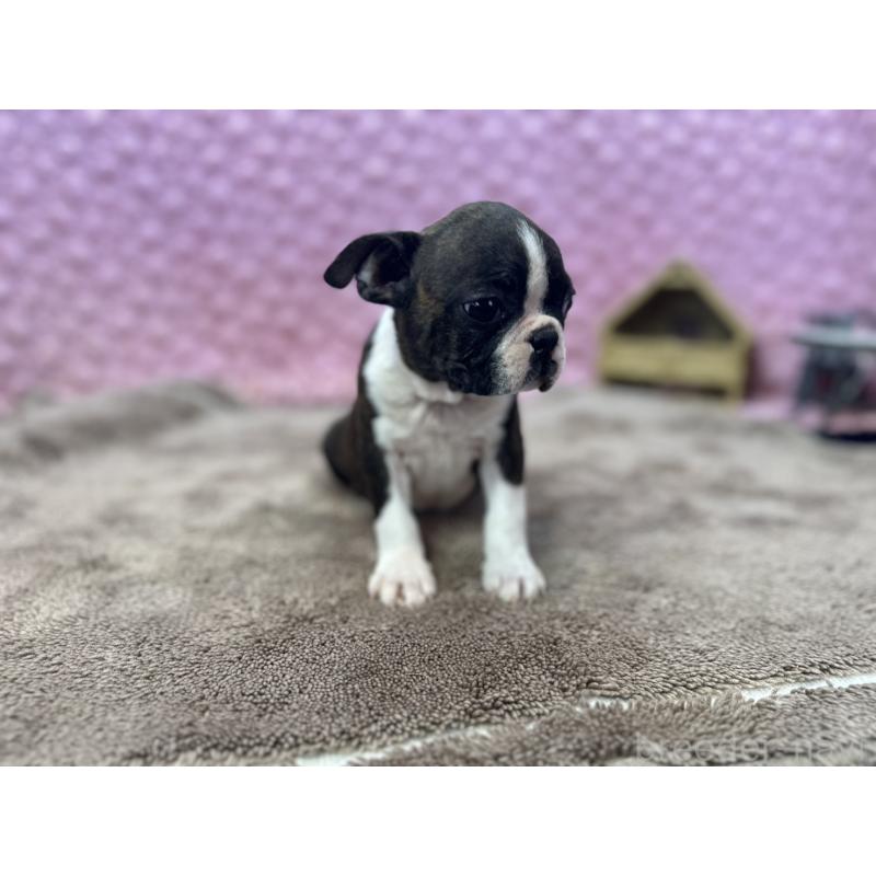 販売中の茨城県のボストンテリア-449904の4枚目