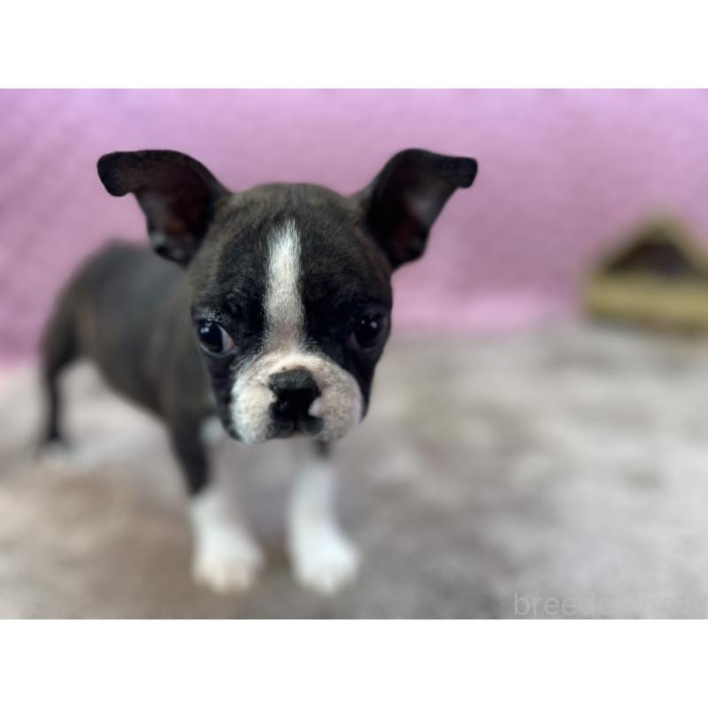 販売中の茨城県のボストンテリア-449904の3枚目