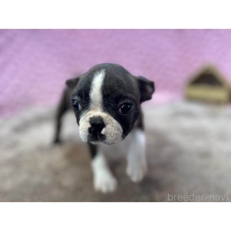 販売中の茨城県のボストンテリア-449904の2枚目