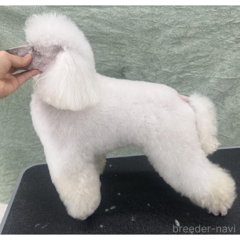 販売中の東京都のトイプードル-449906の1枚目