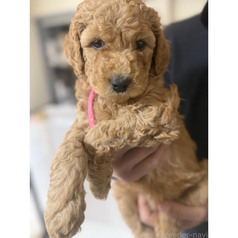 販売中の群馬県のスタンダードプードル-445683