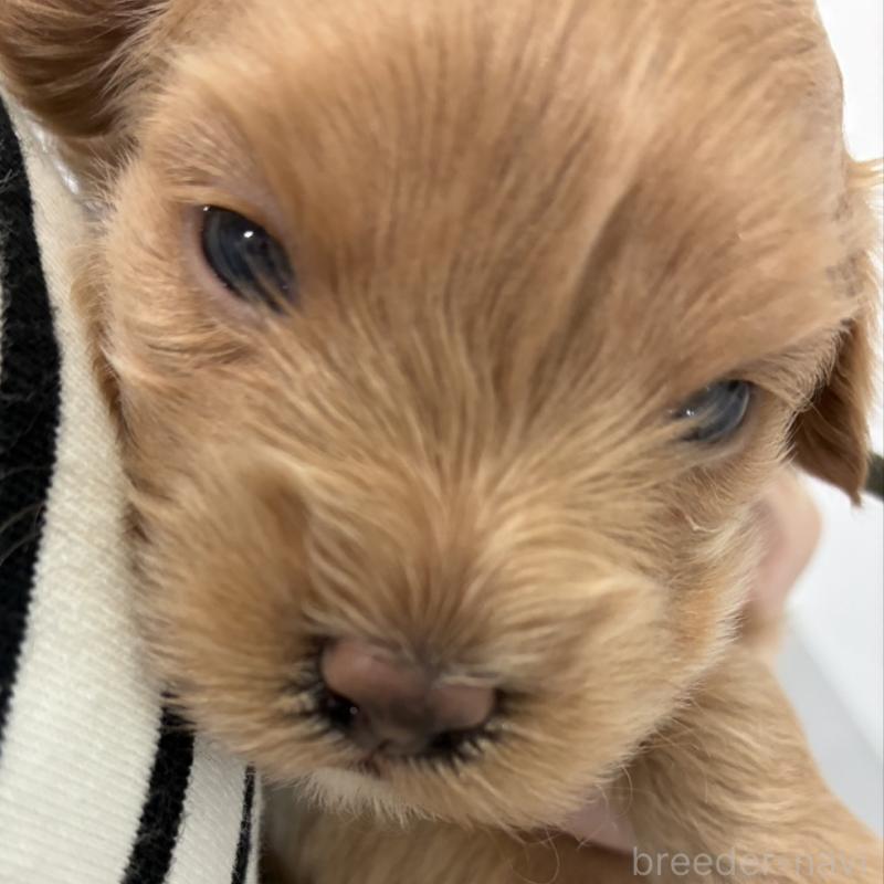 販売中の愛媛県のマルプー:マルチーズ×トイプードル-449907の5枚目