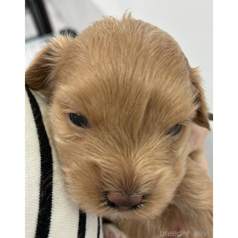 販売中の愛媛県のマルプー:マルチーズ×トイプードル-449907の4枚目