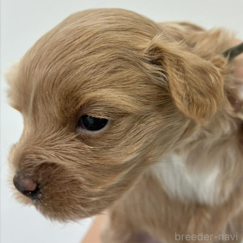 販売中の愛媛県のマルプー:マルチーズ×トイプードル-449907の3枚目