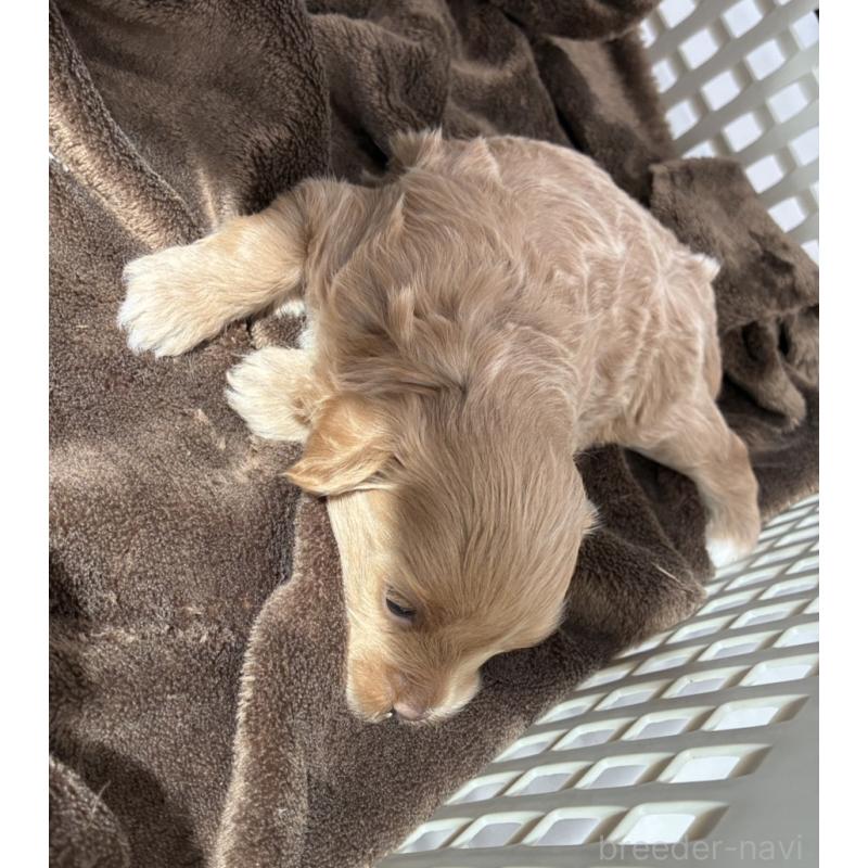 販売中の愛媛県のマルプー:マルチーズ×トイプードル-449907の2枚目