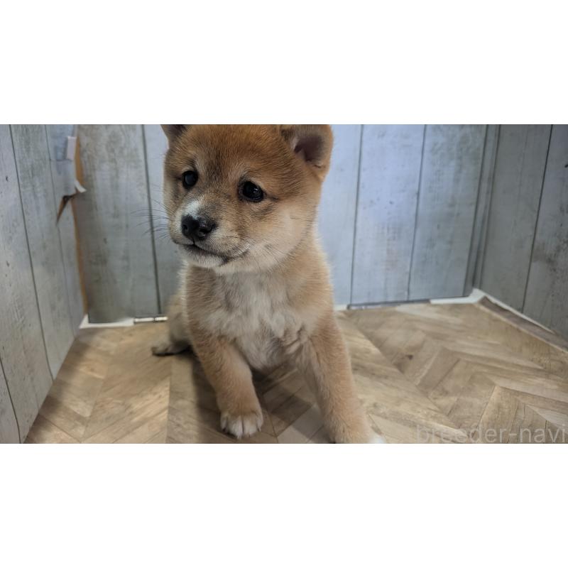 販売中の熊本県の豆柴-440085の3枚目