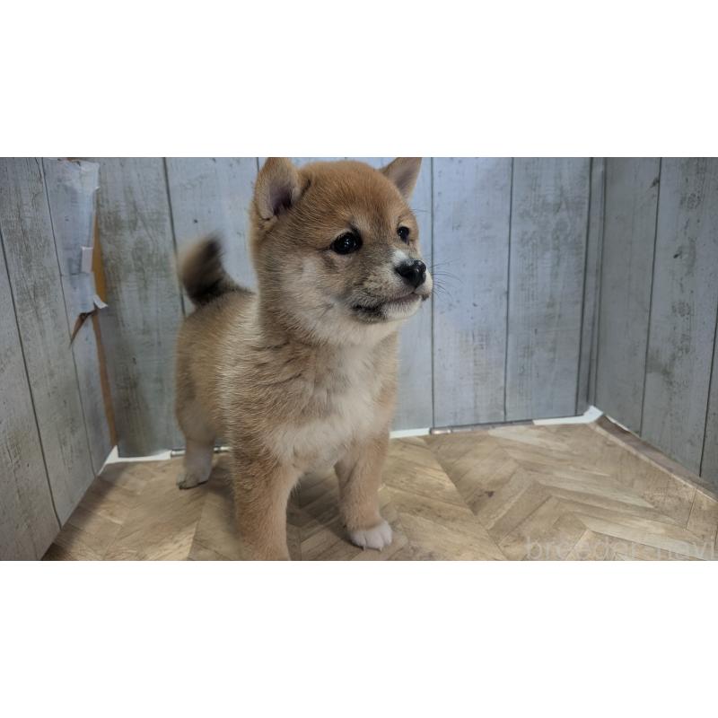 販売中の熊本県の豆柴-440085の2枚目