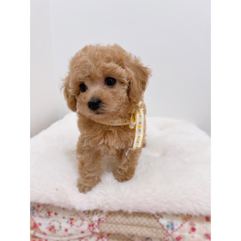 販売中の福岡県のタイニープードル-449910の6枚目