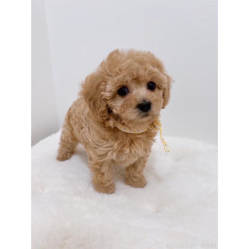 販売中の福岡県のタイニープードル-449910の5枚目