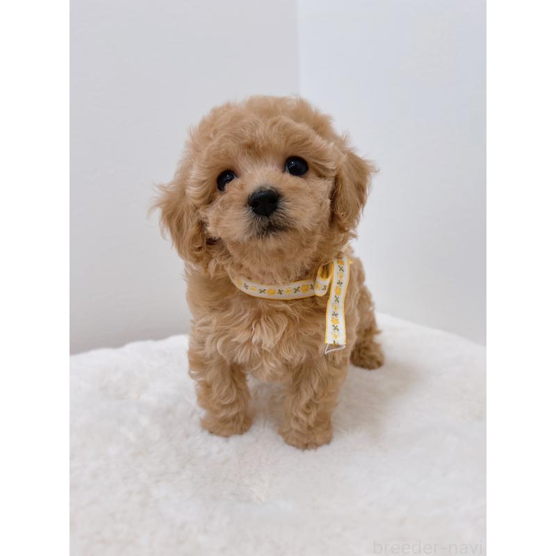 販売中の福岡県のタイニープードル-449910の4枚目