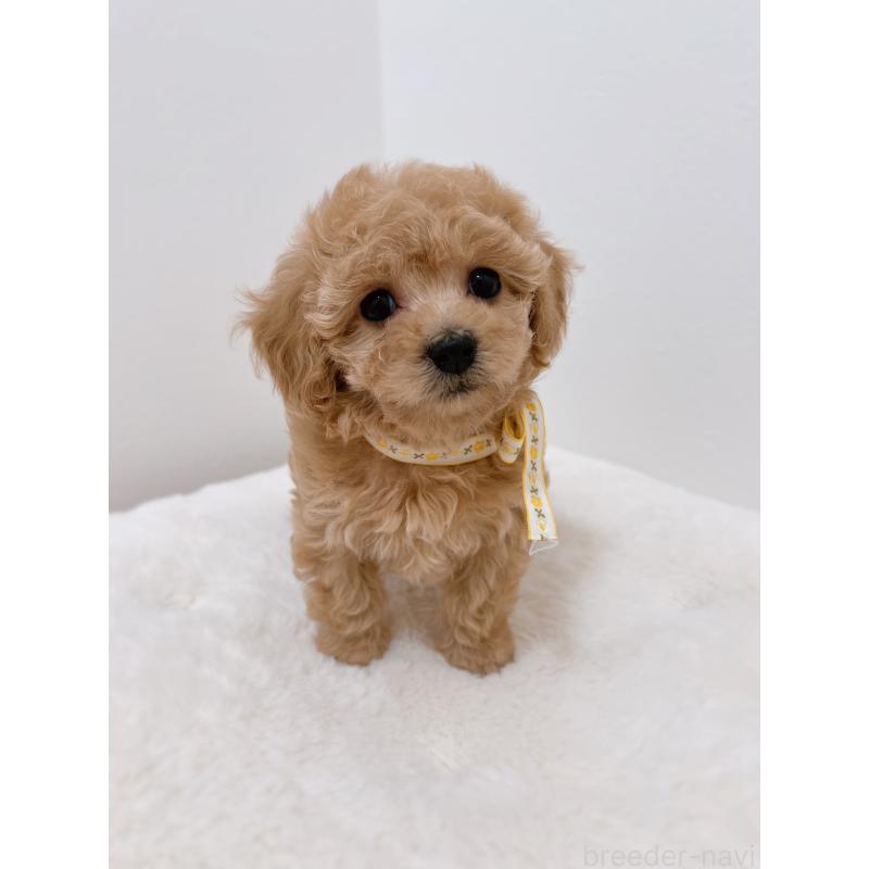 販売中の福岡県のタイニープードル-449910の3枚目