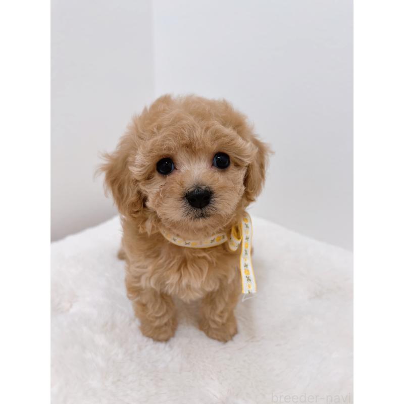 販売中の福岡県のタイニープードル-449910の2枚目