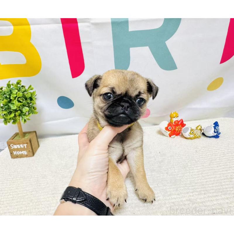 販売中の岐阜県のチワパグ:チワワ×パグ-449909の7枚目