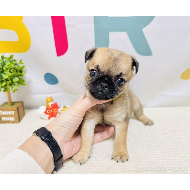 販売中の岐阜県のチワパグ:チワワ×パグ-449909の6枚目