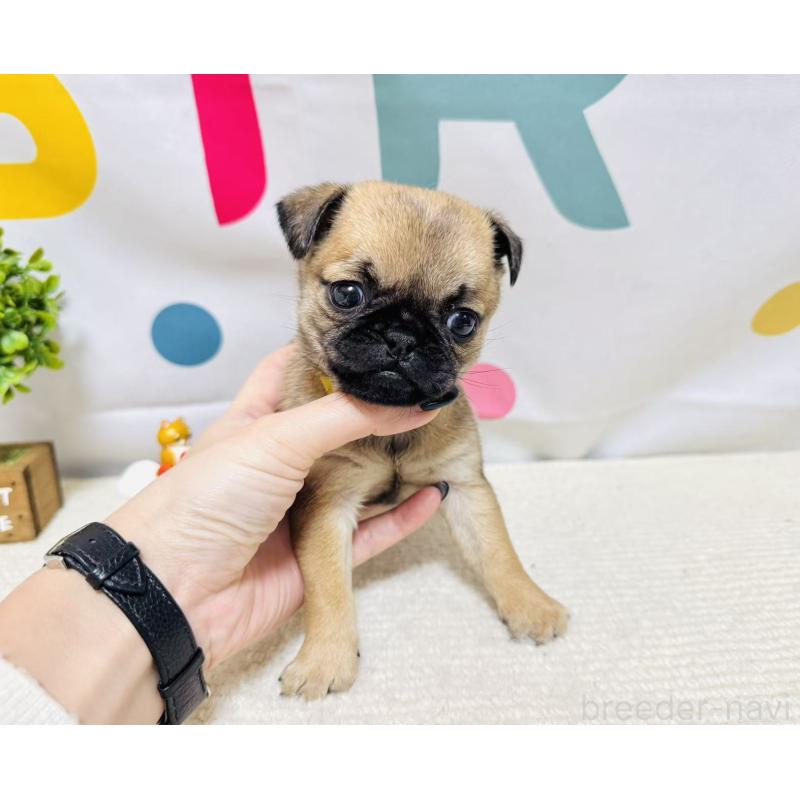 販売中の岐阜県のチワパグ:チワワ×パグ-449909の5枚目