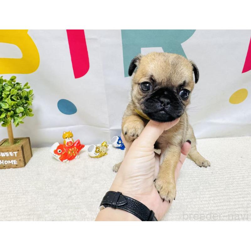 販売中の岐阜県のチワパグ:チワワ×パグ-449909の4枚目