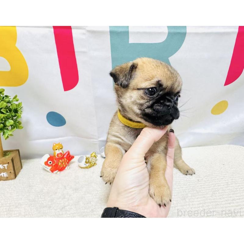 販売中の岐阜県のチワパグ:チワワ×パグ-449909の3枚目