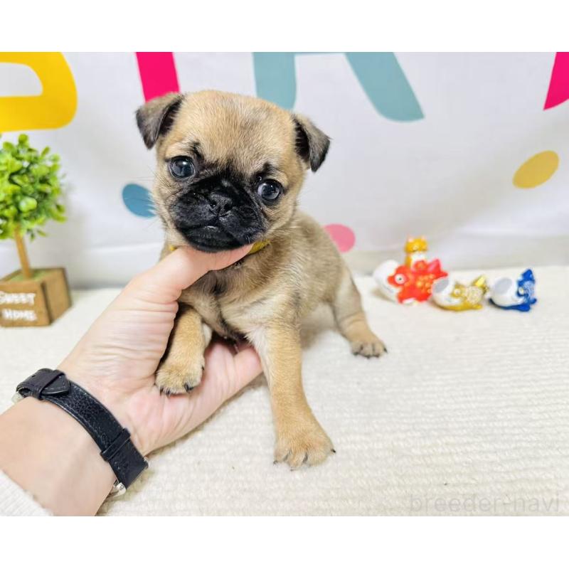 販売中の岐阜県のチワパグ:チワワ×パグ-449909の2枚目