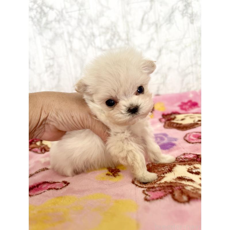 販売中の北海道のミックス犬-449129