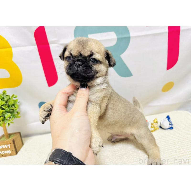 販売中の岐阜県のチワパグ:チワワ×パグ-449911の7枚目