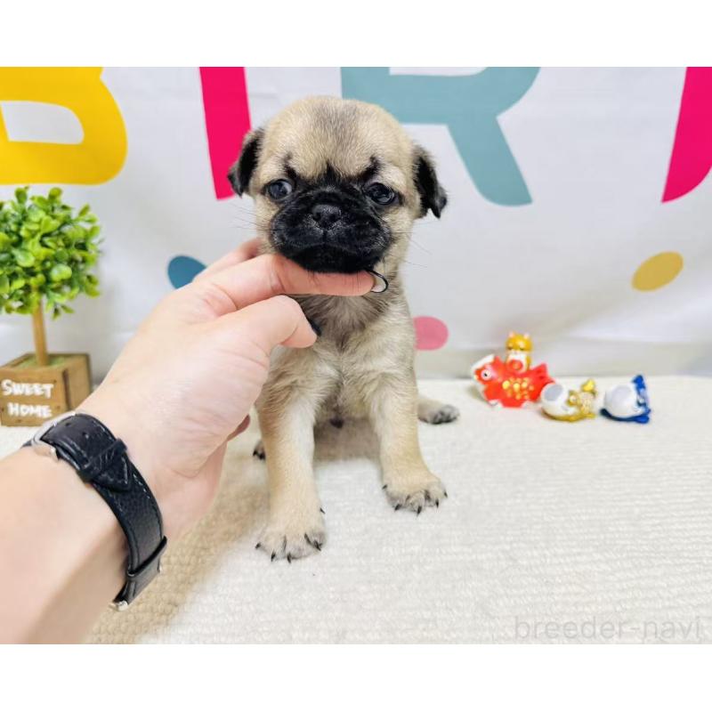 販売中の岐阜県のチワパグ:チワワ×パグ-449911の6枚目