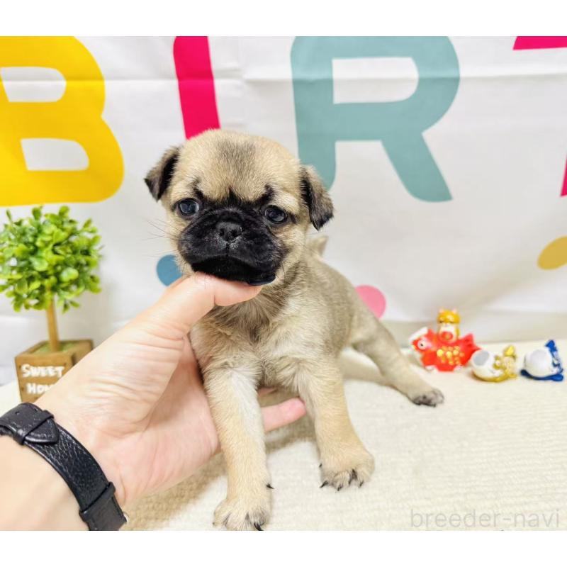 販売中の岐阜県のチワパグ:チワワ×パグ-449911の5枚目