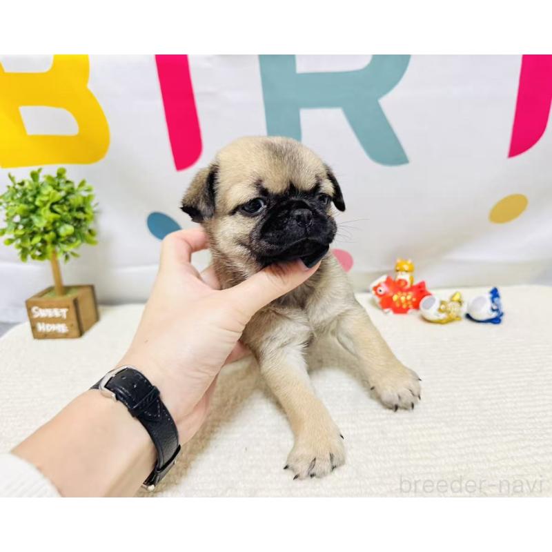 販売中の岐阜県のチワパグ:チワワ×パグ-449911の4枚目