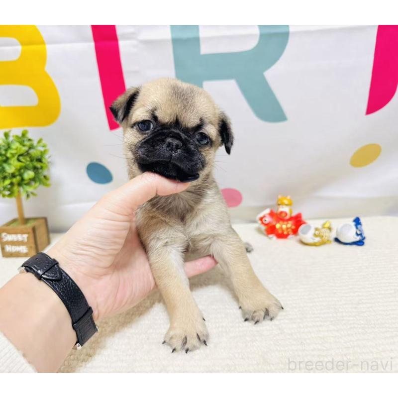 販売中の岐阜県のチワパグ:チワワ×パグ-449911の3枚目