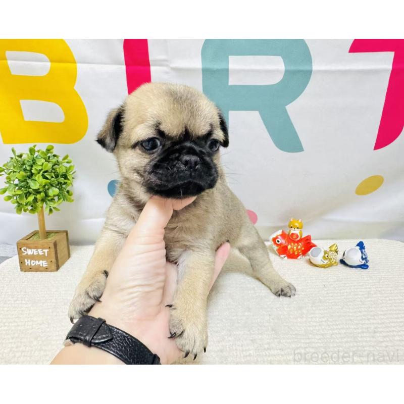 販売中の岐阜県のチワパグ:チワワ×パグ-449911の2枚目