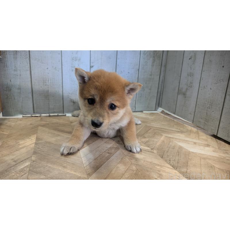 販売中の熊本県の豆柴-440782の4枚目