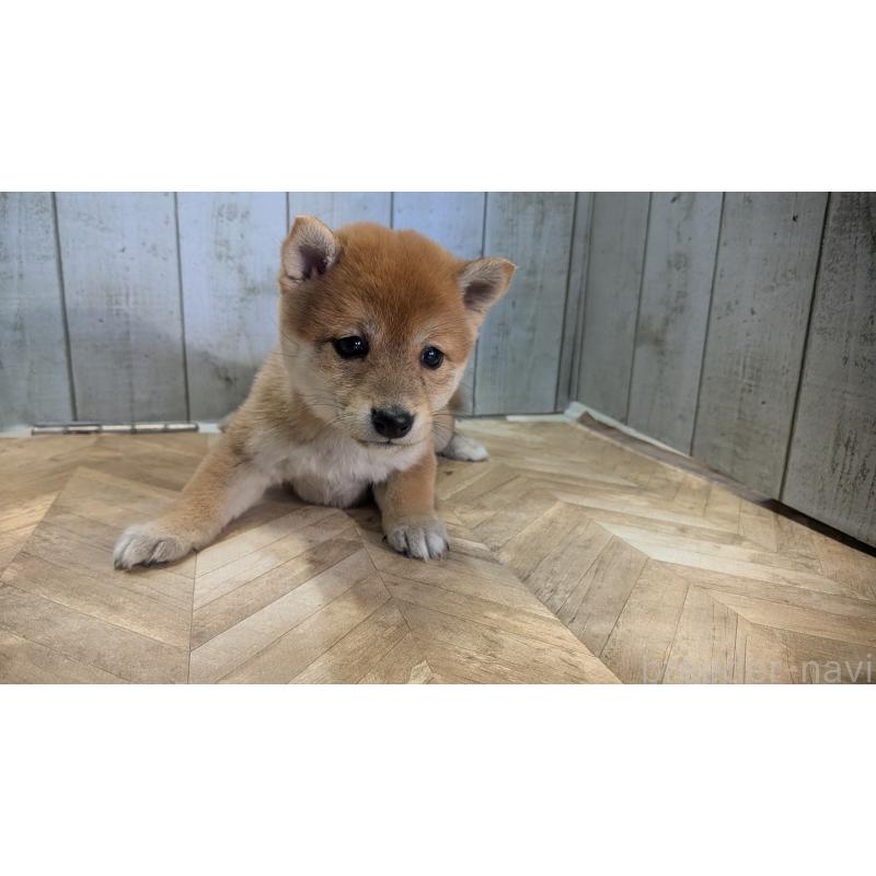 販売中の熊本県の豆柴-440782の3枚目