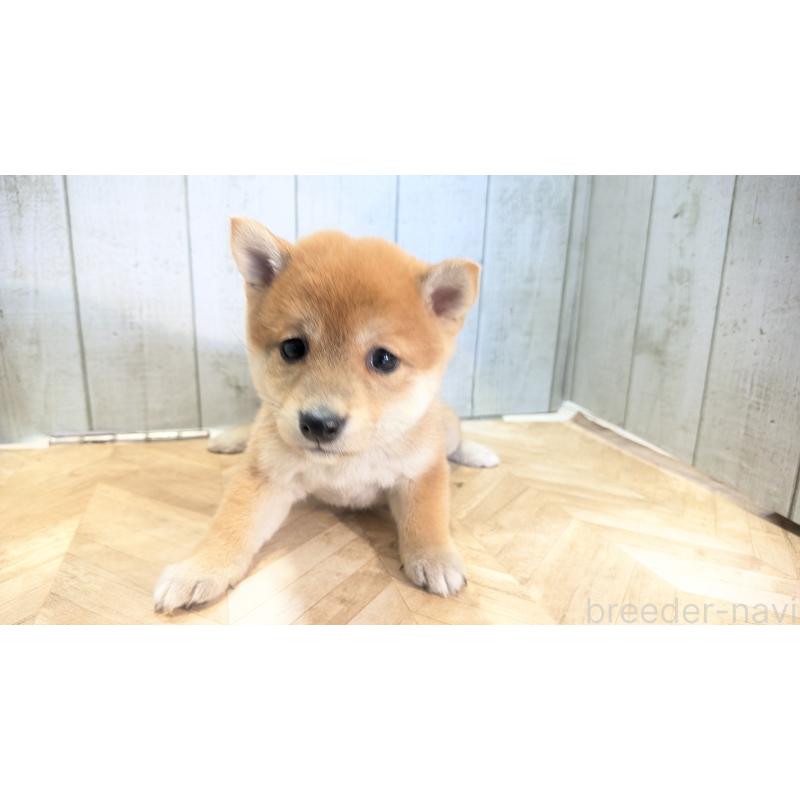 販売中の熊本県の豆柴-440782の2枚目