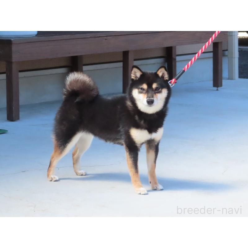 大分乃黑玉姫ちゃん1枚目