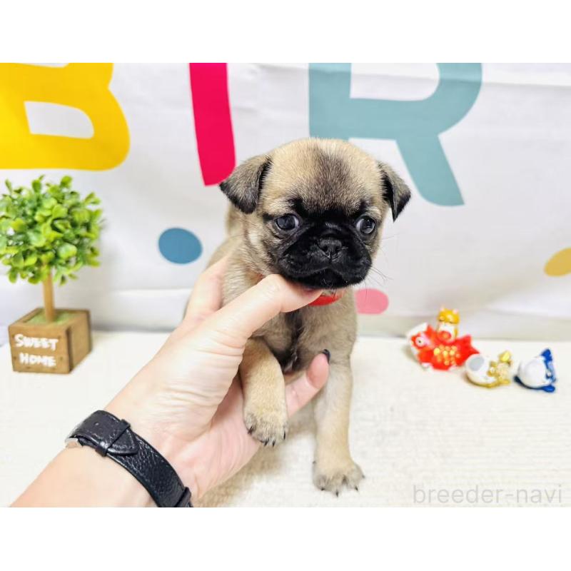 販売中の岐阜県のチワパグ:チワワ×パグ-449912の10枚目