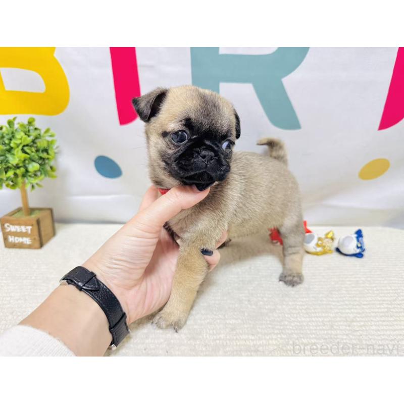 販売中の岐阜県のチワパグ:チワワ×パグ-449912の9枚目