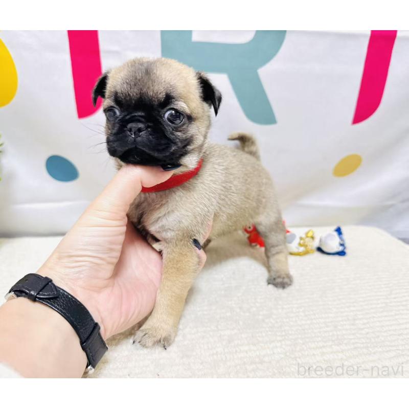 販売中の岐阜県のチワパグ:チワワ×パグ-449912の8枚目