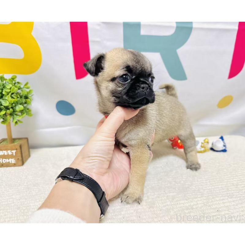 販売中の岐阜県のチワパグ:チワワ×パグ-449912の7枚目