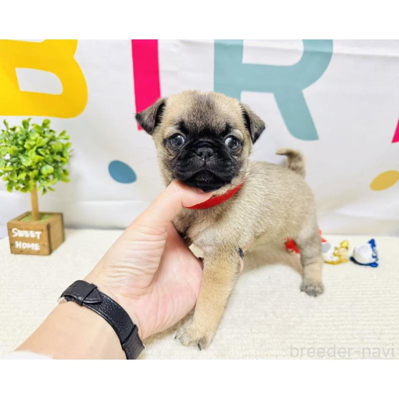 販売中の岐阜県のチワパグ:チワワ×パグ-449912の6枚目