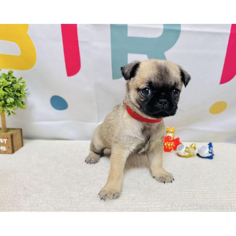 販売中の岐阜県のチワパグ:チワワ×パグ-449912の5枚目