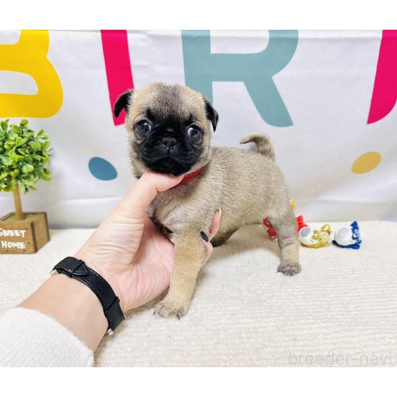 販売中の岐阜県のチワパグ:チワワ×パグ-449912の4枚目